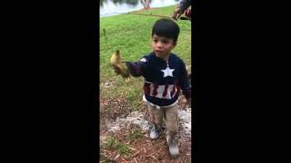 Hawk snatches up duckling after child sets it free [upl. by Mollie]