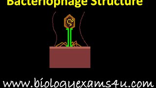 Bacteriophage Structure [upl. by Selima677]