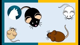 🐭Juegos para gatos 🐭  Games for cats  🐈 고양이 게임spill for katter猫のためのゲーム [upl. by Ggerk62]