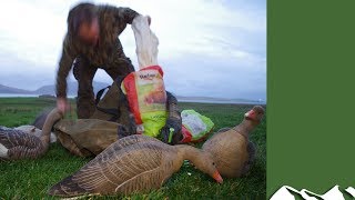 Superb goose shooting in Orkney [upl. by Carolus132]