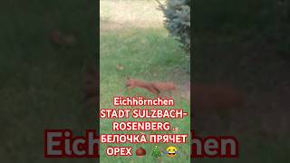 Eichhörnchen STADT SULZBACHROSENBERG БЕЛОЧКА ПРЯЧЕТ ОРЕХ 🌰 🎄 😂 [upl. by Nierman532]