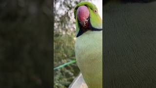 Beautiful Parrot Eating Food  Bird Eating Food  Parrot Sound [upl. by Engedi]