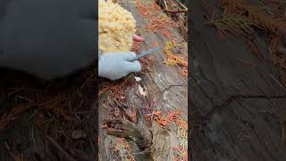 Bear’s Head Tooth mushroom fungi [upl. by Arhsub317]