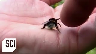 High Fiving a Bee  Outrageous Acts of Science [upl. by Appleton]