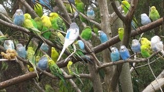 Budgerigarparakeet singing chirping preening feeding playing socializing  part 2 [upl. by Stav]