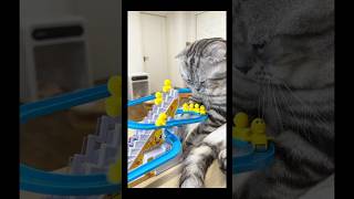 Cats Play with Unique Toys [upl. by Garth]