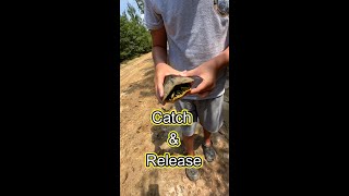 Shocking Truth about Yellow Belly Slider Turtles and Their Shells [upl. by Naliorf654]