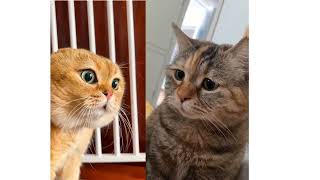 2 Cats Talking Meme  2 Cat Talking Meme Orginal video  Orange amp Black Cat Meme Viral Cat Video [upl. by Reamy183]