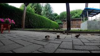 Spatzen zwitschern am Morgen GoPro Hero 8 [upl. by Idolem]