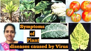 Part 4 Symptoms of plant diseases caused by Viruses  applied microbiology Genes amp Genus [upl. by Bonnee626]