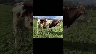 🤍La Montbéliarde 🤎🐄🇫🇷 montbéliarde vache veau élevage agriculture [upl. by Hebert]