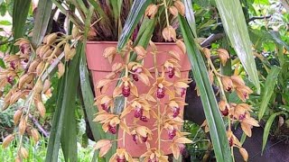 Cymbidium Cascade cheia de promessas [upl. by Enilegna]