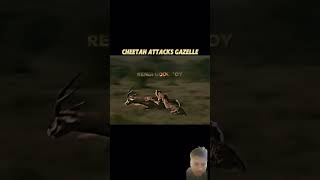 Cheetah vs Gazelle attitude cheetah 🐆 trending short viral short video youtube [upl. by Aokek]