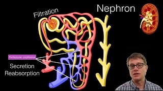 Embryology and Anatomy of the Kidney  Nephrology Basics [upl. by Fugate121]