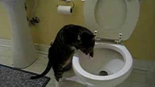 Cat flushing toilet [upl. by Nibuz761]