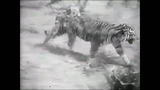 Sumatran Tiger vs African Lion Fight  New Footage  It was the lion who actually ran in the end [upl. by Tegdirb448]