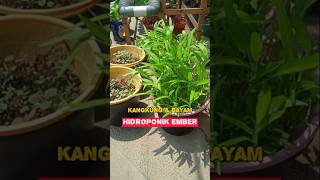 Bayam dan kangkung hidroponik di ember shorts [upl. by Einneb]