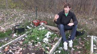 5 Leaf Vegetables You Can Grow and Never Buy Seed Again [upl. by Gagliano]