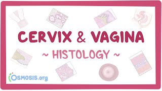 Cervix and vagina Histology [upl. by Megargee]