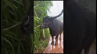 Newton rainy day buffalo eating grass rainy day innocent eyes buffalo eating grass [upl. by Aldred976]