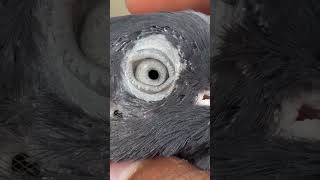 Kabutar Ki aankh ka songviralvideo pigeon youtubeshorts shorts shortsfeed [upl. by Letram650]