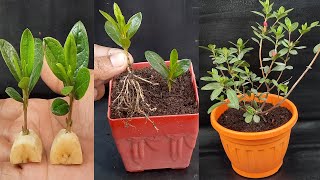 How to grow Azaleas from cuttings simple and effective with updates [upl. by Saunderson]