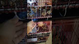 محكر بطاريات جديد لفراخ فري السمان ٤ طوابق new cage for QUAIL Chicks 4 floor [upl. by Tjon784]