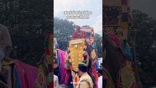 Tumkur Dasara 2024 Jambu savaari Nandishettytumkur tumkur dasara mysoredasara2024 shorts yt [upl. by Araid679]