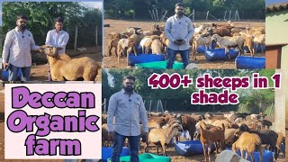 Biggest Telangana Sheep farm at shabad  Deccan Organic Farm [upl. by Ryun142]