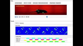 Normal Rodent Step Cycle in CatWalk XT Software [upl. by Tterrab838]