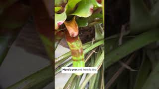 Understanding bromeliad care houseplants bromeliads indoorplants [upl. by Bette-Ann]