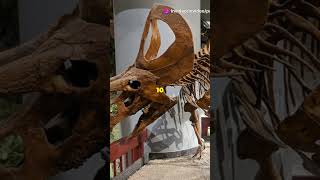 Zuniceratops The Epic Dino You Need to Know prehistoric dinosaur facts [upl. by Dranel]