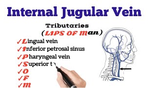 Internal Jugular Vein tributaries [upl. by Akived]