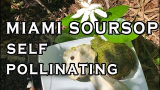 Miami Soursop  a SELF POLLINATING guanabana variety TASTING [upl. by Felic]