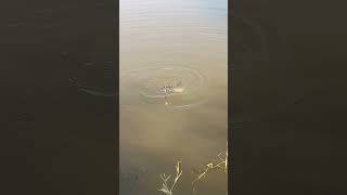 Anacostia River fishing fishing [upl. by Anovahs]