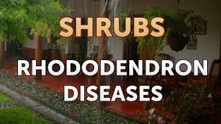 Rhododendron Diseases [upl. by Zabrine]