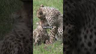 Cheetahs Can’t Roar 😲 MindBlowing Facts You Didn’t Know shorts shortsvideo subscribe fyp [upl. by Crespi]