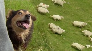 Welsh Shepherd Dogs at Their Finest  BBC Earth [upl. by Suiramed931]