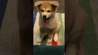 Cute Akita Inu puppy 🧡 The cutest video ever 🐾 Living with akita [upl. by Trista]