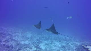 Exploring Spotted Eagle Rays [upl. by Fogarty200]