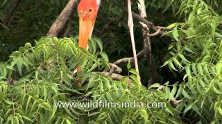 A Painted stork sits on Neem tree  India [upl. by Ettezus]