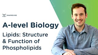 Lipids Structure and Function of Phospholipids  Alevel Biology  OCR AQA Edexcel [upl. by Anidene]