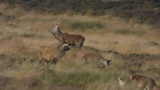 MOORLAND SOUNDSCAPE RED DEER CURLEWS AND SKYLARKS [upl. by Wohlen]