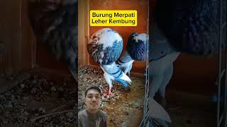 Merpati langkashortreaction [upl. by Viviyan]