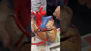 HEART ANATOMY HEART BLOOD SUPPLY HEART VENOUS DRAINAGEHEART BORDERS [upl. by Herrmann371]