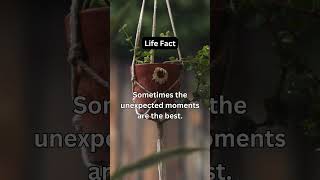 The Beauty of Life’s Unpredictability Embracing the Unexpected🦋youtubeshorts facts [upl. by Baillieu345]