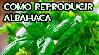 Como reproducir Albahaca por Esquejes  Sin Hormonas [upl. by Yrallih698]