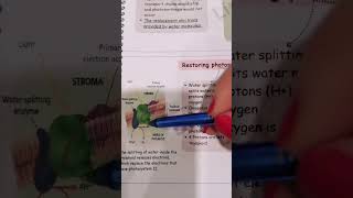 Water splitting enzymebiologypoli11biologygrade11 [upl. by Selin]