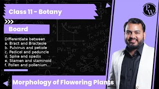 Differentiate between a Bract and Bracteole b Pulvinus and petiole c Pedicel and peduncle d S [upl. by Ginnifer]