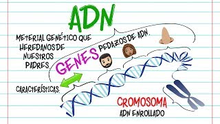 🔬ADN Gen y Cromosoma DIFERENCIAS🔬 Fácil y Rápido  BIOLOGÍA [upl. by Aynav898]